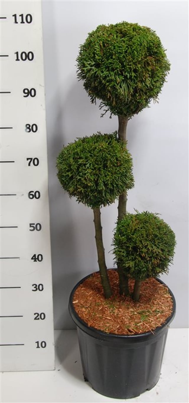 Thuja occ. 'Smaragd' - 60-70 CM PonPon Cont.